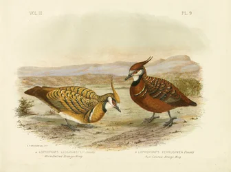 Vitbältad bronsvinge, 1891
